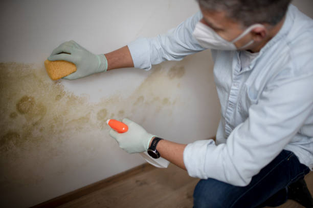 Best Basement Mold Remediation in Hopewell, VA