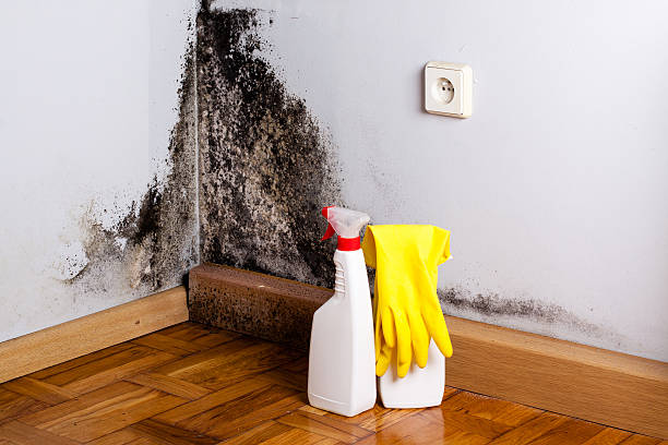 Best Emergency Mold Remediation in Hopewell, VA